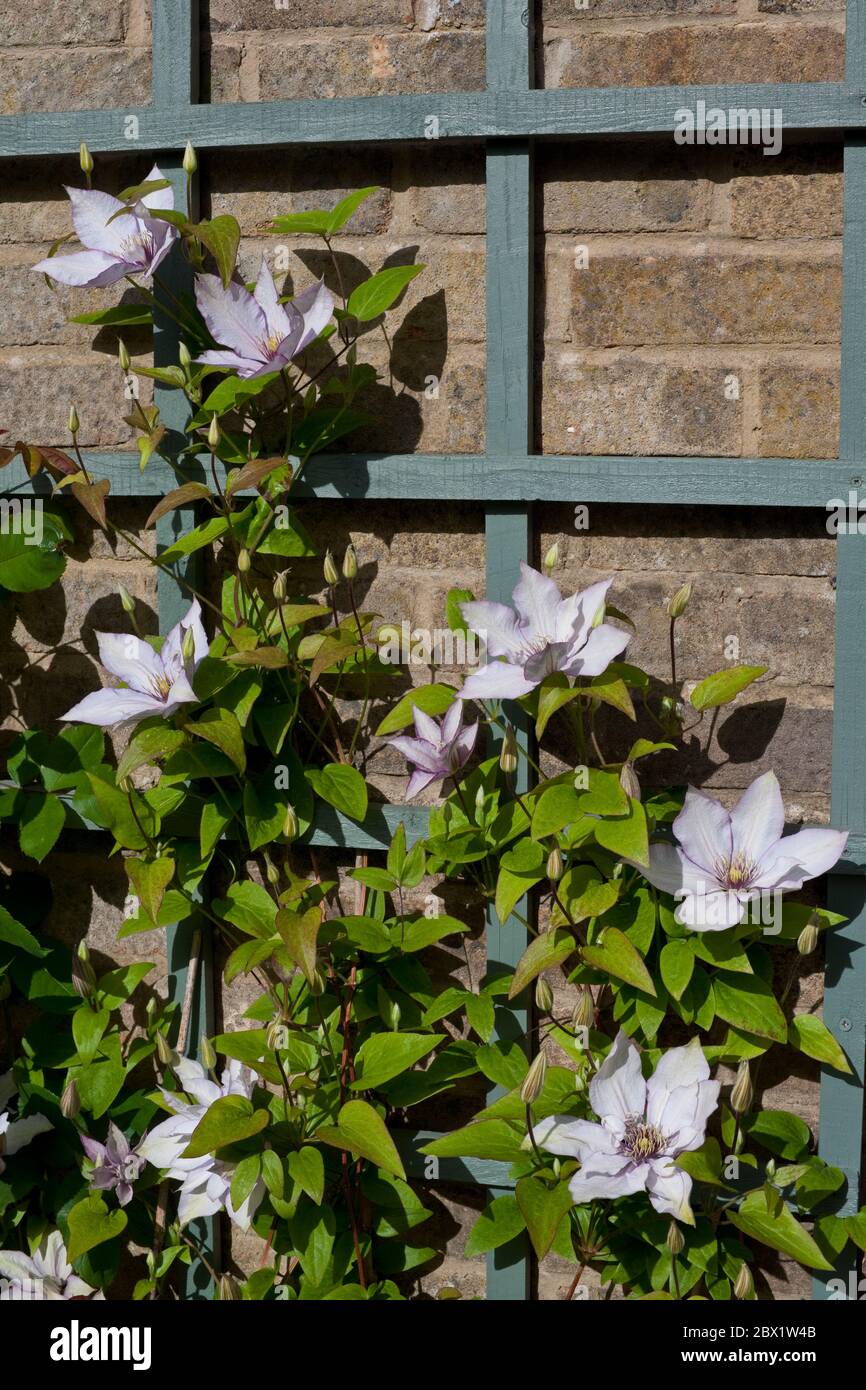 Climbing climber clematis 'Samaritan Jo' plant flowers flowering on a trellis fence wall in spring garden England UK United Kingdom GB Great Britain Stock Photo