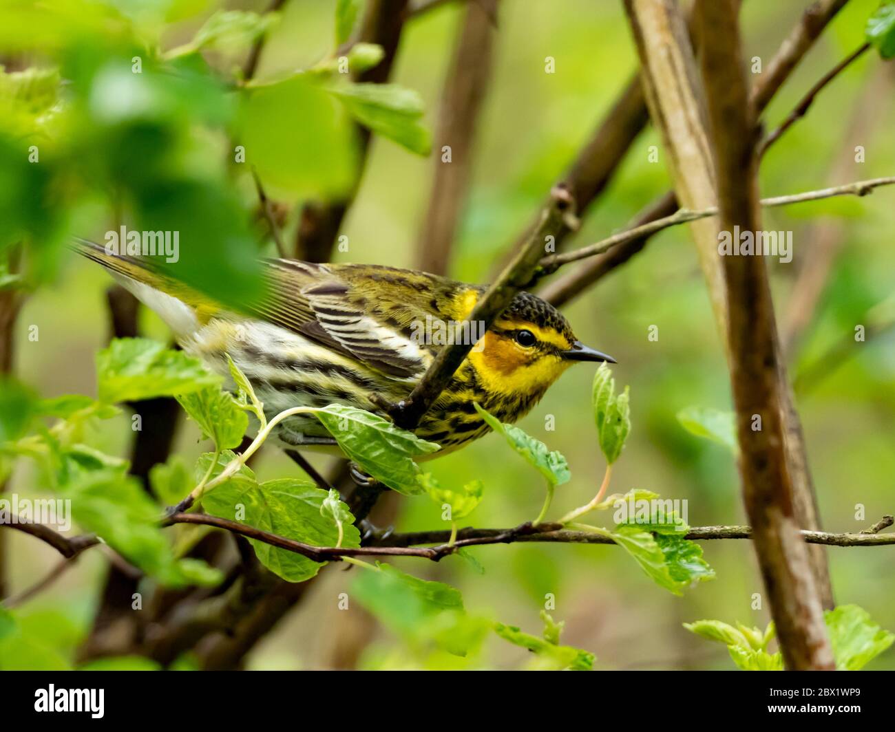 Cape May Warbler, Setophaga tigrina, a beautiful neotropical migrnat warbler in the forests of Ohio, USA Stock Photo