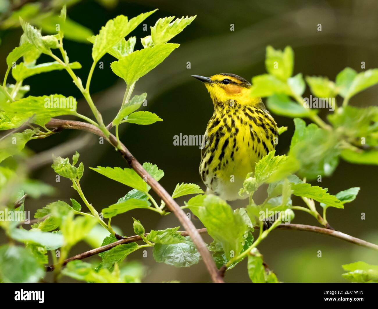 Cape May Warbler, Setophaga tigrina, a beautiful neotropical migrnat warbler in the forests of Ohio, USA Stock Photo