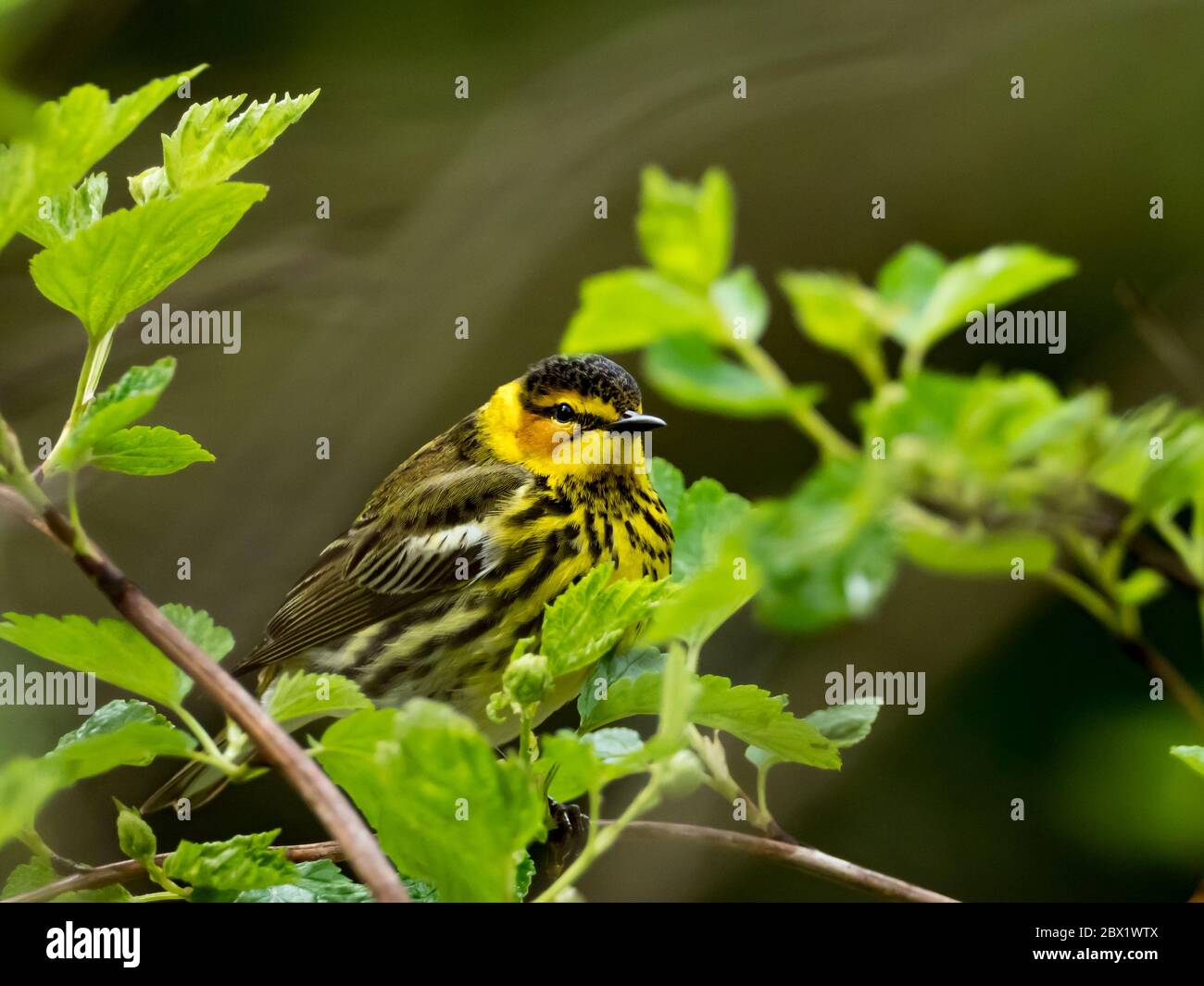 Cape May Warbler, Setophaga tigrina, a beautiful neotropical migrnat warbler in the forests of Ohio, USA Stock Photo