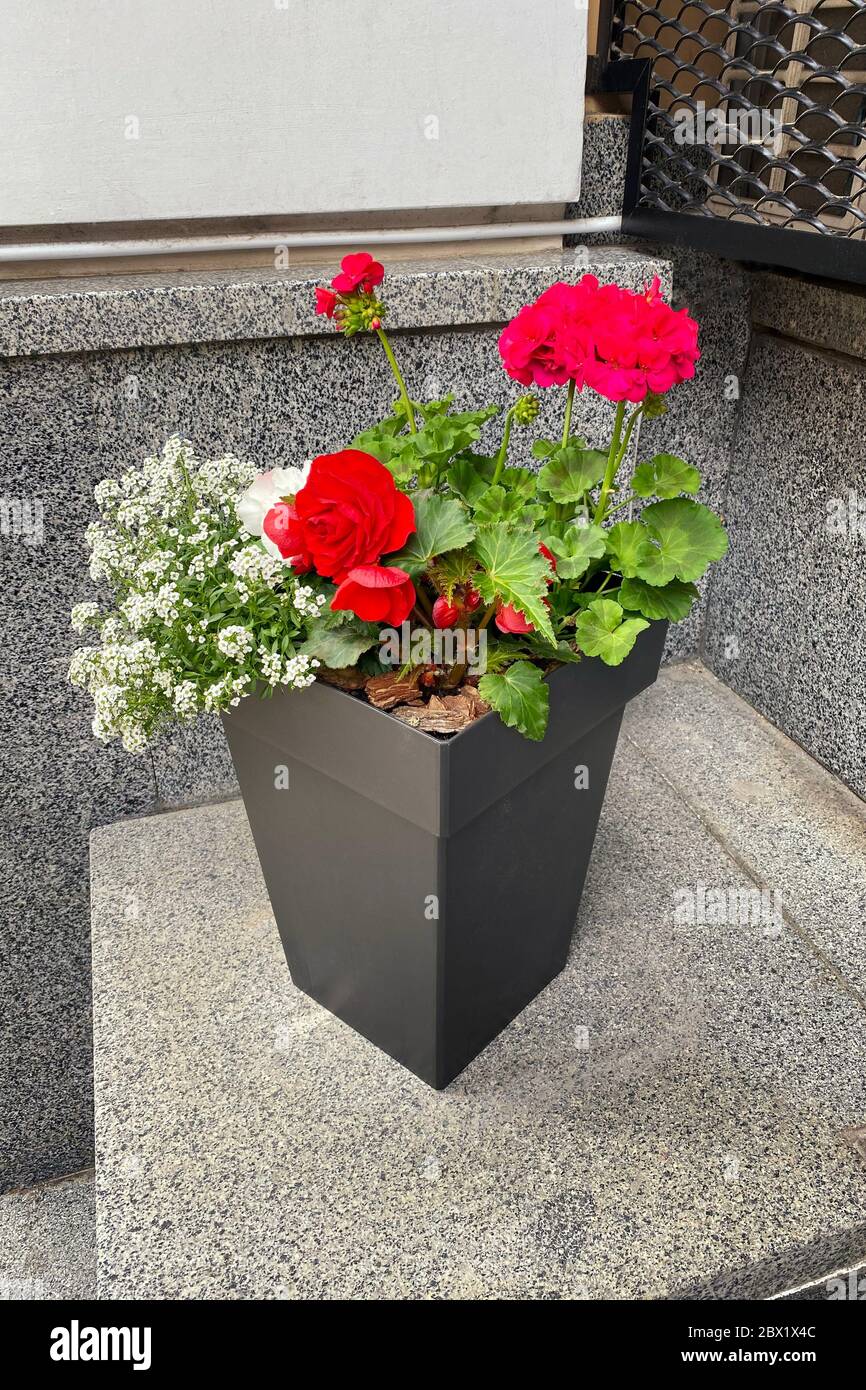 Pot with bush of blooming plant for landscape design. Geranium. Bush with red flowers in pot. Plants for house. Stock Photo