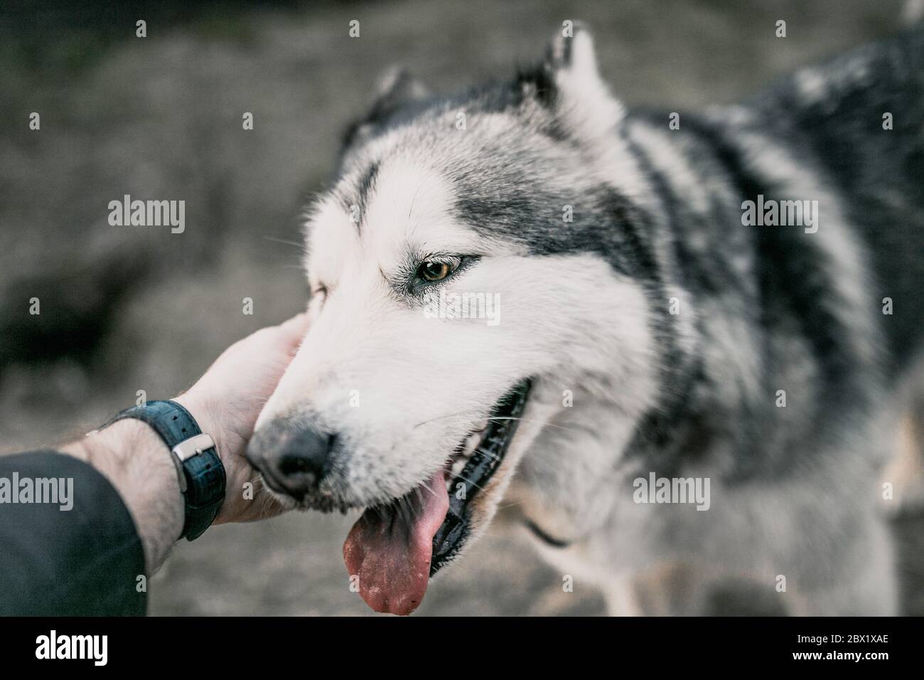 dog muzzle pet stock