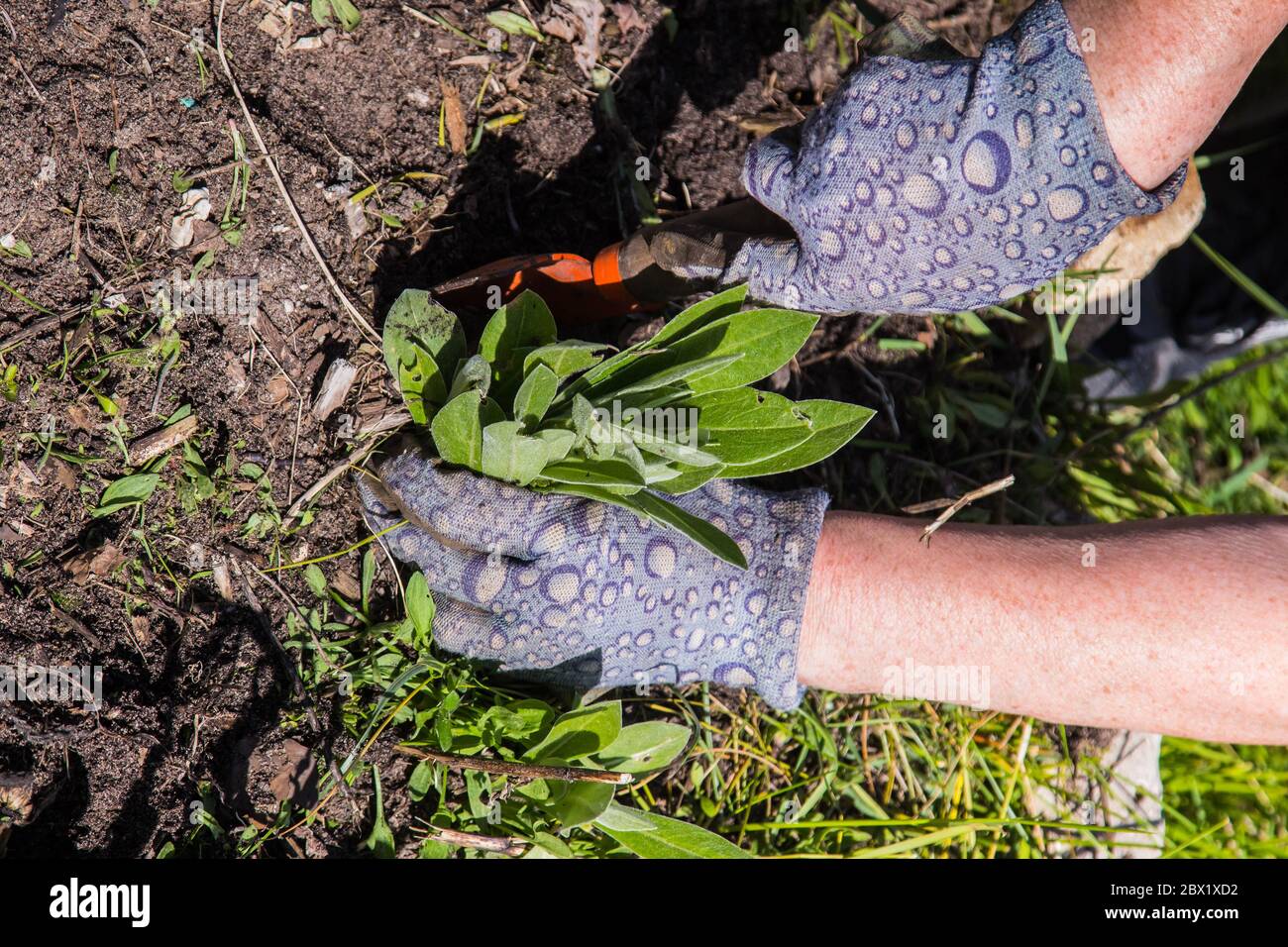 Close up gardener removes weeds hi-res stock photography and images - Alamy