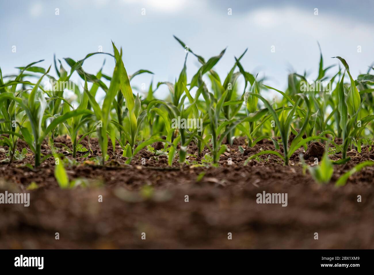A crop of corn flourishing in a field in Warwickshire, England Stock ...