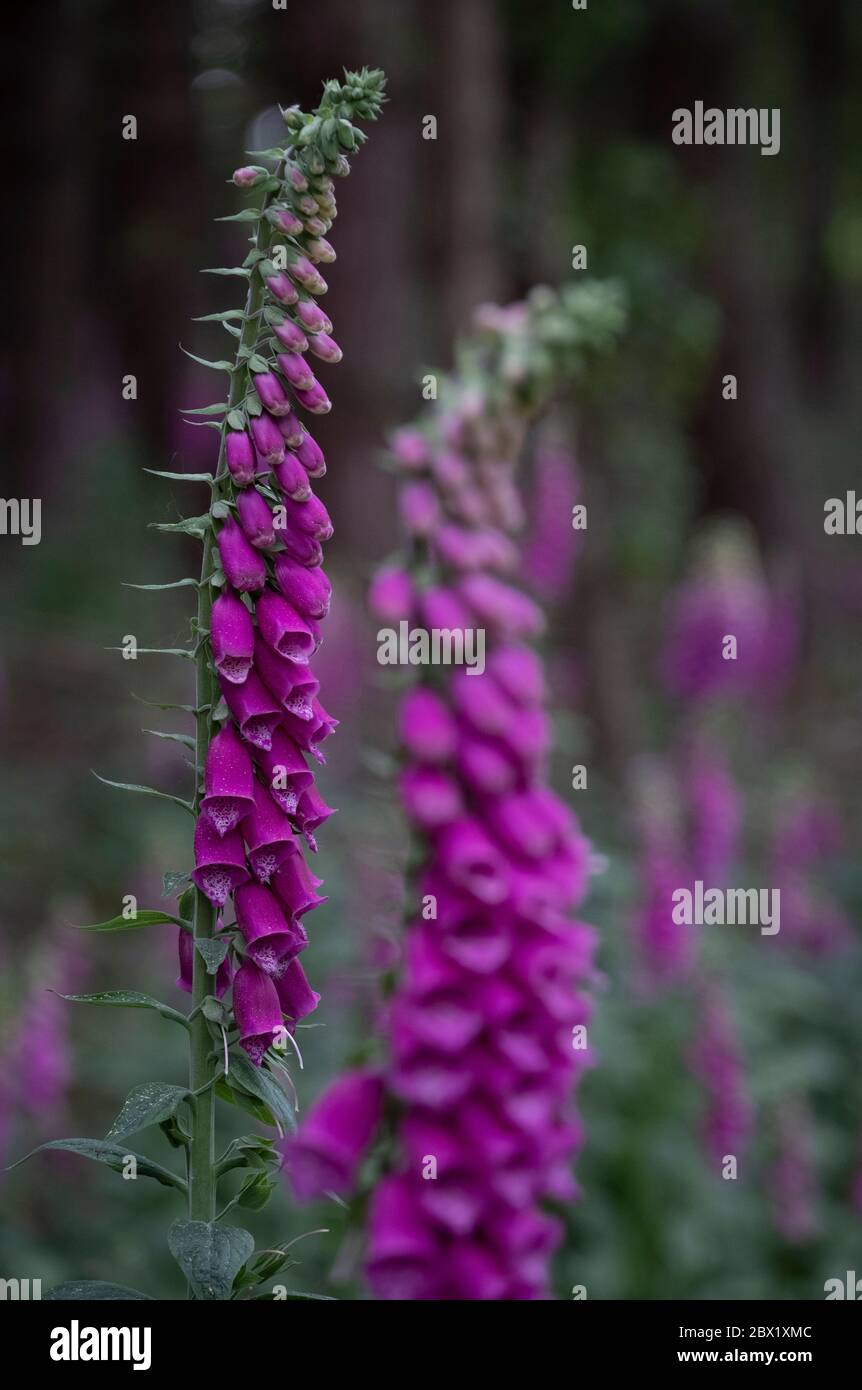 Wild Foxglove flowers in their natural habitat, a woodland in ...