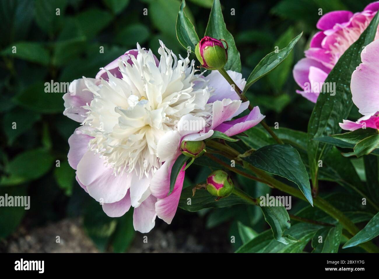 Peony English Princess Peonies Paeonia Stock Photo Alamy