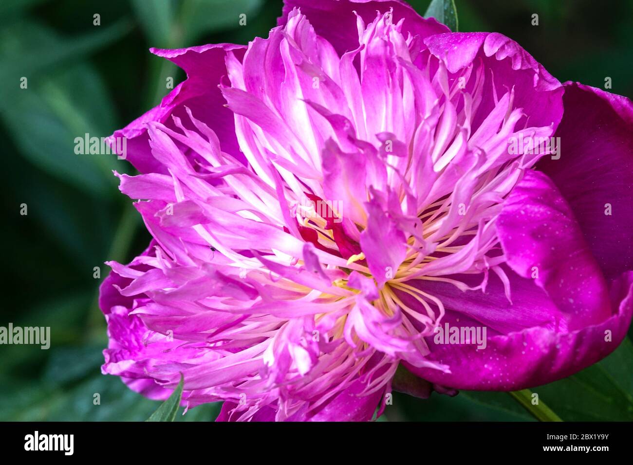 Peony 'Kelways Majestic' flower Paeonia Stock Photo