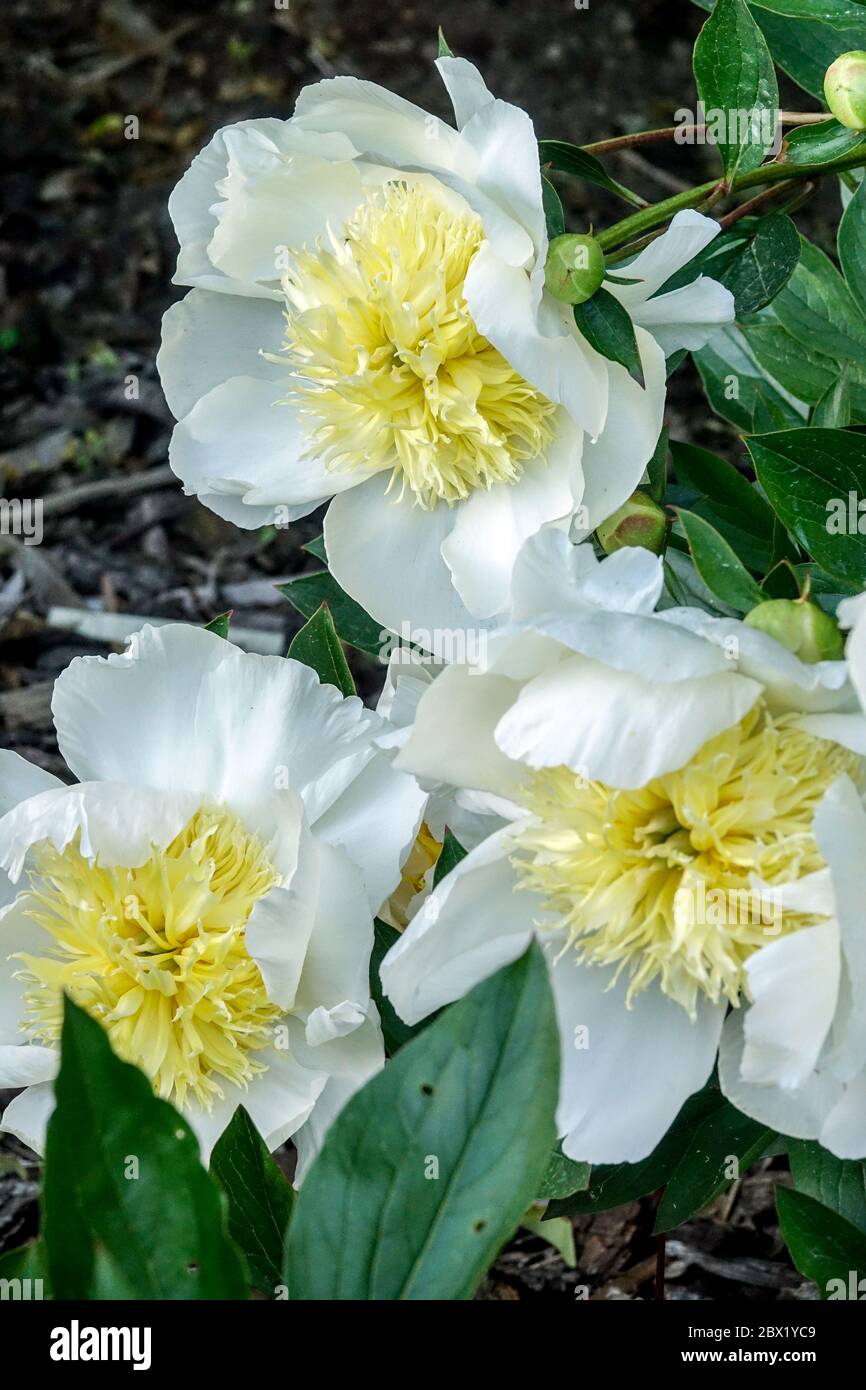White Peony in garden 'Cheddar Charm' Peonies Paeonia lactiflora Beauty bloom flower Stock Photo