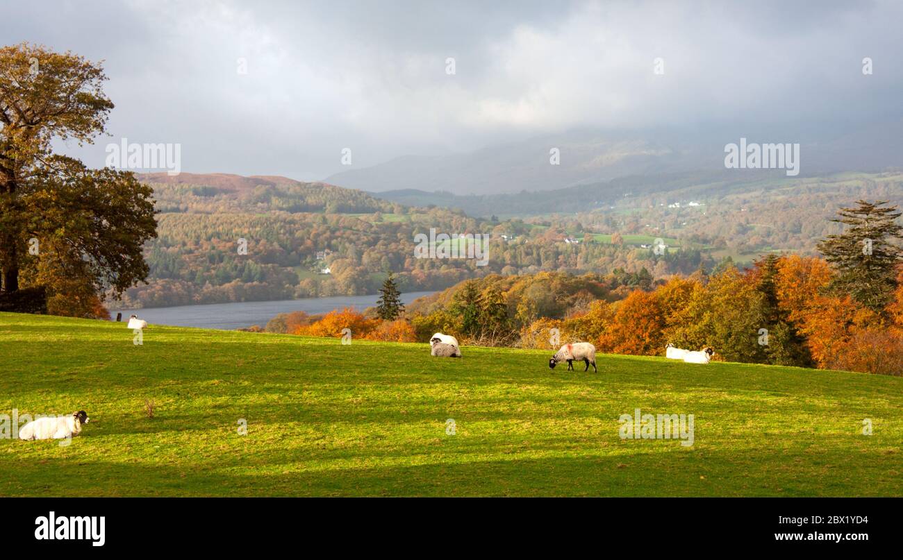 Beautiful colorful summer spring dramatic landscape with sheep in the mountain village. Mental vacation, travel, holiday, quiete inner peace, harmony, Stock Photo