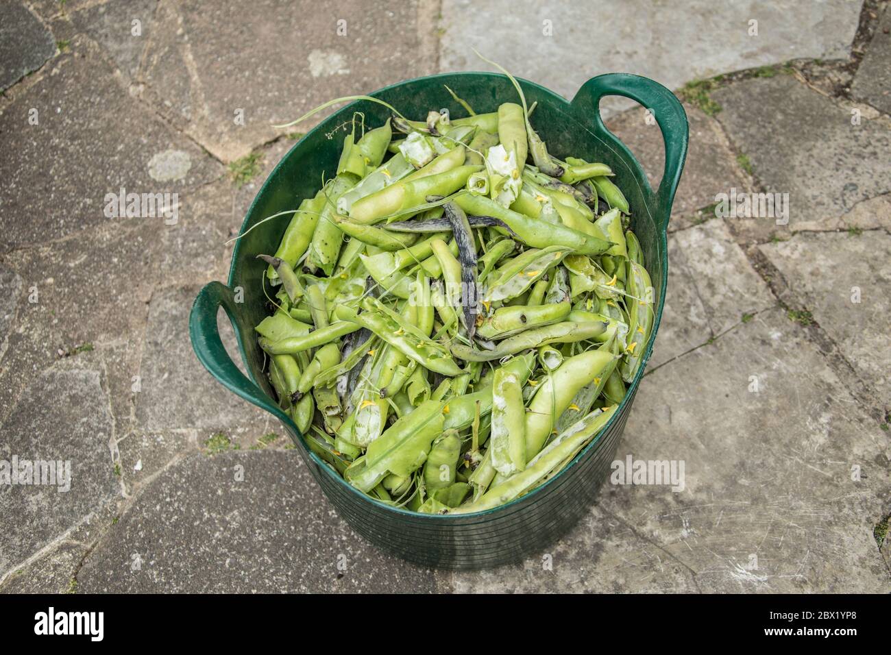 London, UK. 4 June, 2020. A trug full of empty broad bean pods after shelling. David Rowe/Alamy Stock image. Stock Photo