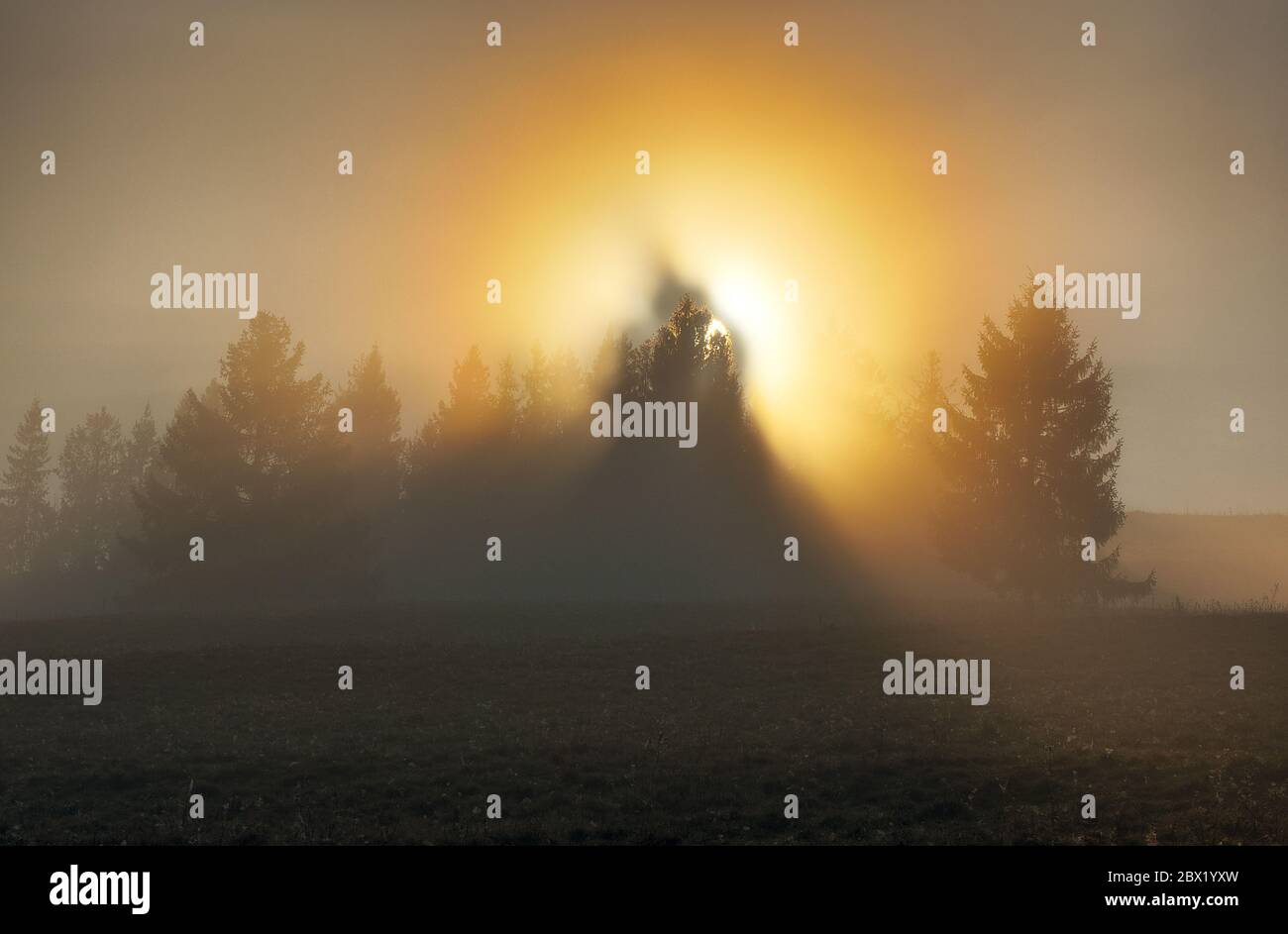 Beams of light through trees hi-res stock photography and images - Alamy