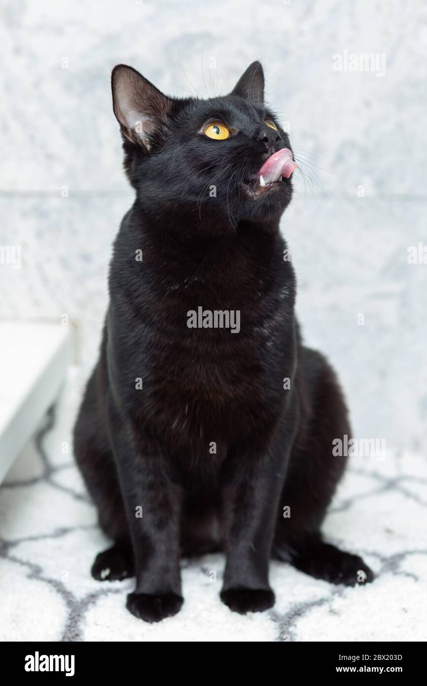 The black cat sits by the window and looks up, sticking out his tongue Stock Photo
