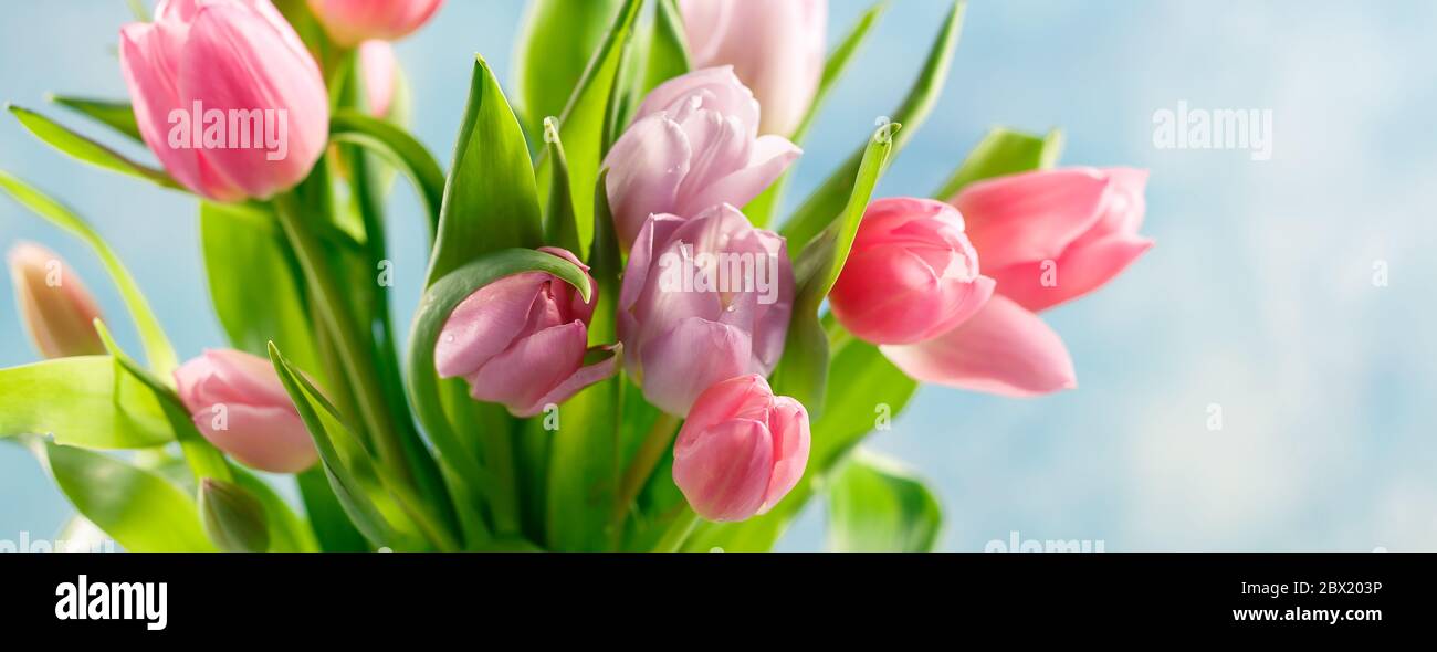 Bouquet of pink and lilac tulips in a glass vase on blue background ...