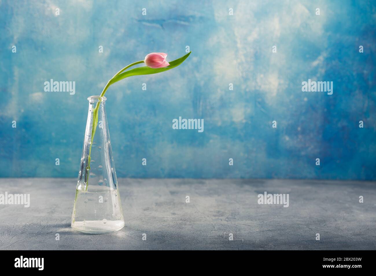 Bouquet of pink and lilac tulips in a glass vase on blue background ...