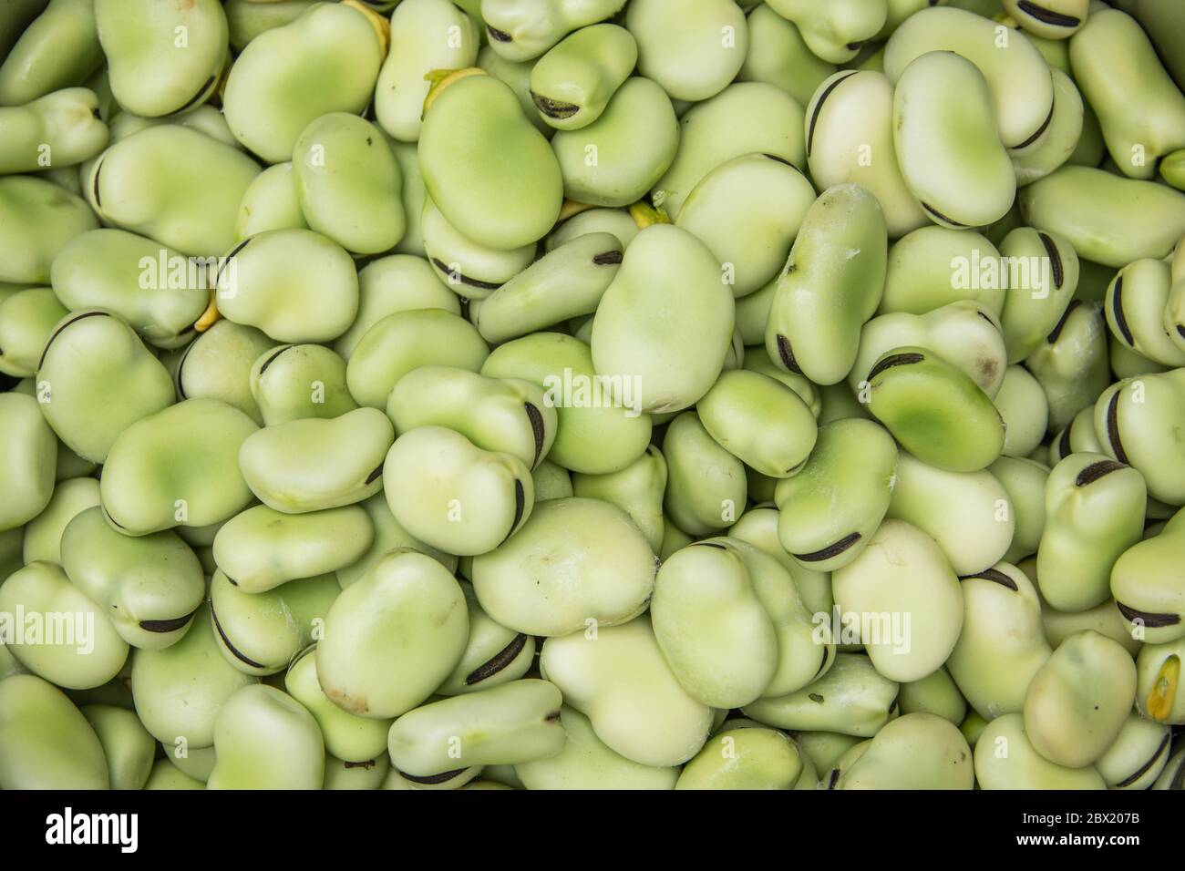 London, UK. 4 June, 2020. An Allotment crop of broad beans after shelling from their pods. David Rowe/Alamy Stock image. Stock Photo