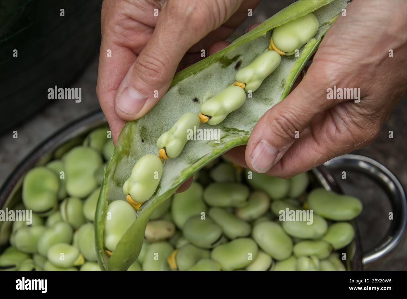 Uk row broad bean hi-res stock photography and images - Alamy