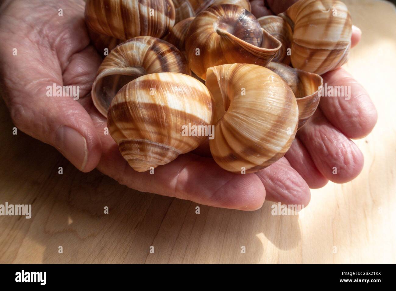 Empty snail shells Stock Photo