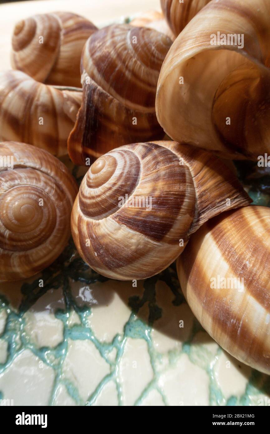 Empty snail shells Stock Photo