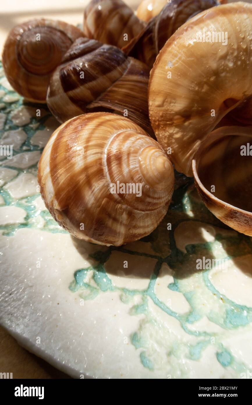 Empty snail shells Stock Photo