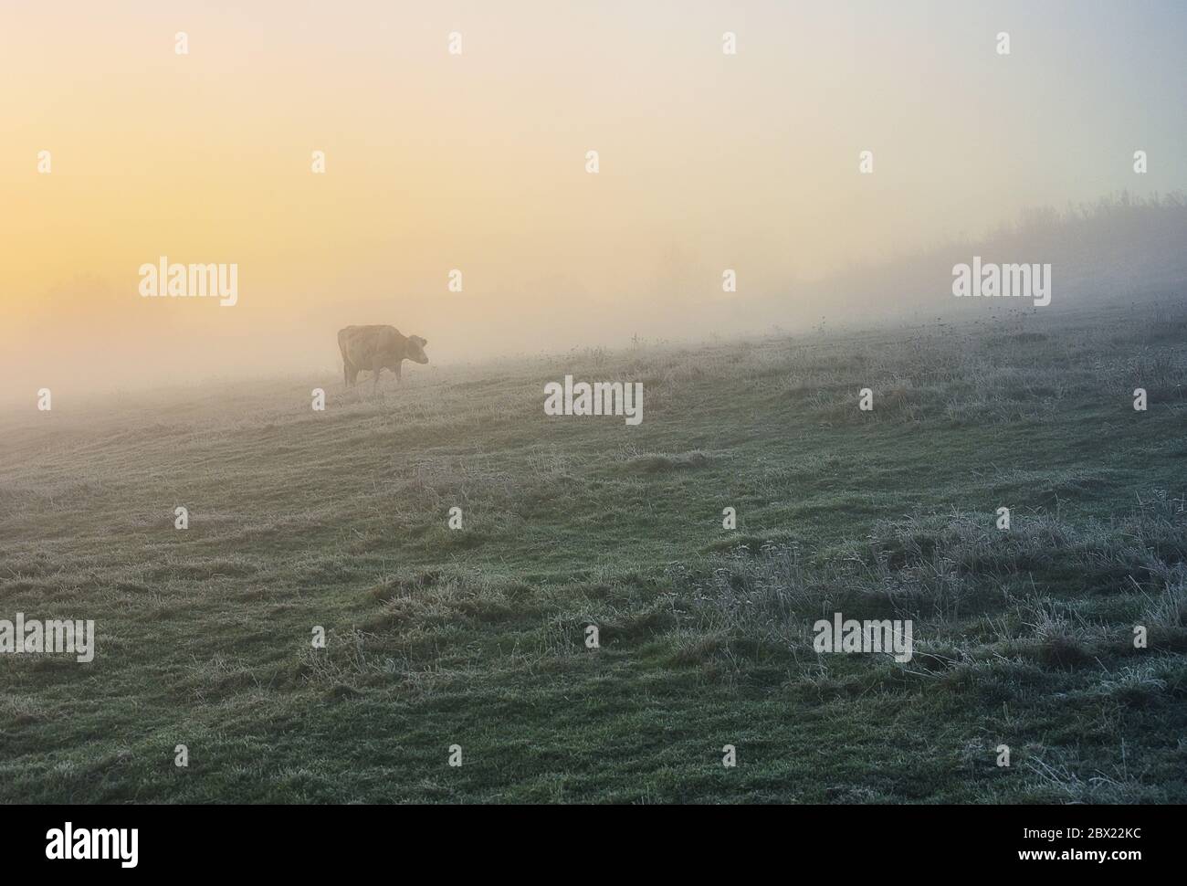 Pasture Morning Pasture morning mist hi-res stock photography and images - Alamy
