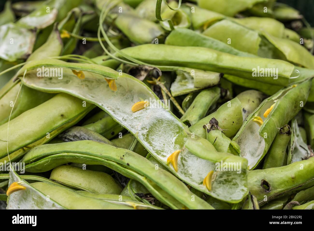London, UK. 4 June, 2020. A pile of empty broad bean pods/shells after the removal of the beans. David Rowe/Alamy Stock image. Stock Photo