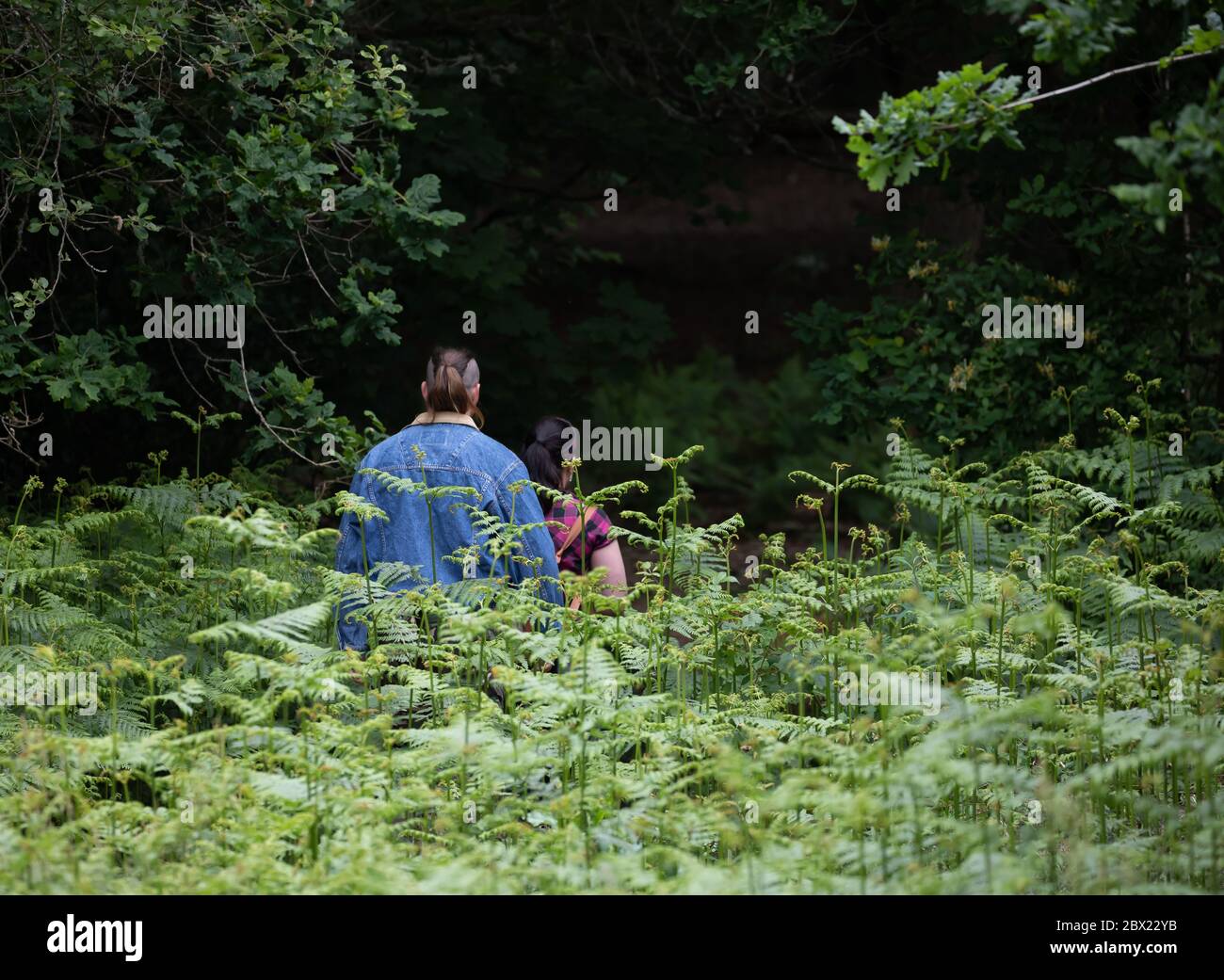 Limpsfield Chart, Surrey,UK, 4th June 2020,As lockdown eases less People venture out for their afternoon Woodland walk on Limpsfield Common. The Weather Forecast is for 15C, light rain showers with a gentle breeze. Credit: Keith Larby/Alamy Live News Stock Photo