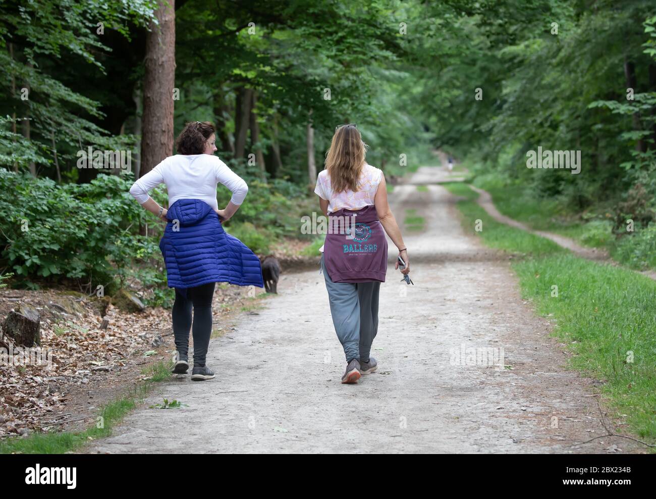 Limpsfield Chart, Surrey,UK, 4th June 2020,As lockdown eases less People venture out for their afternoon Woodland walk on Limpsfield Common. The Weather Forecast is for 15C, light rain showers with a gentle breeze. Credit: Keith Larby/Alamy Live News Stock Photo