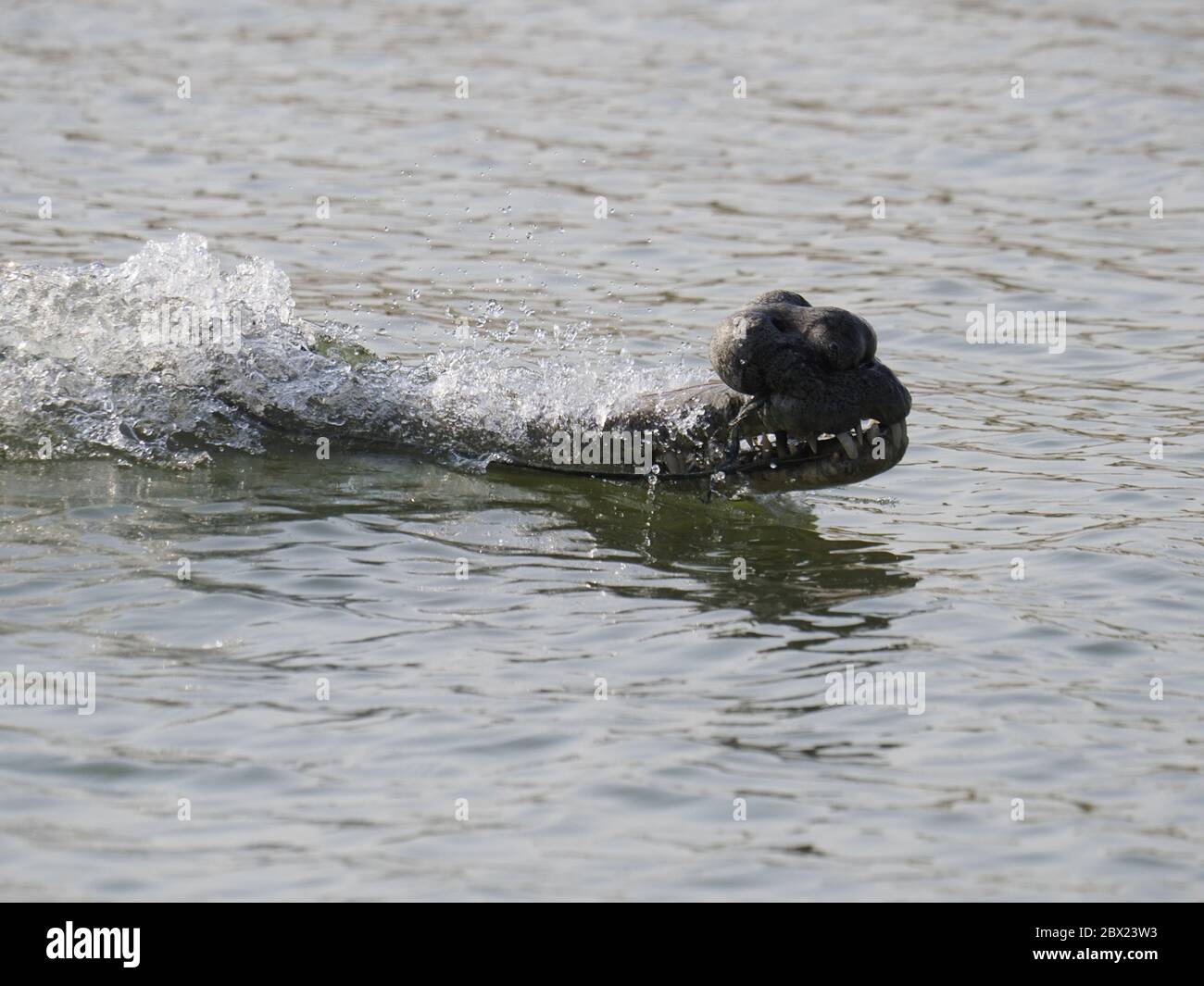 Gharial - swimming in riverGavialis gangeticus Rajasthan, India RE000328 Stock Photo