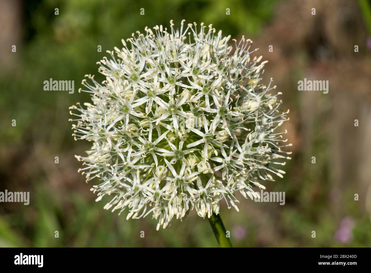 Allium stipitatum 'Mount Everest' sphericical white crowded umbel of small flowers in late spring, May, Berkshire Stock Photo