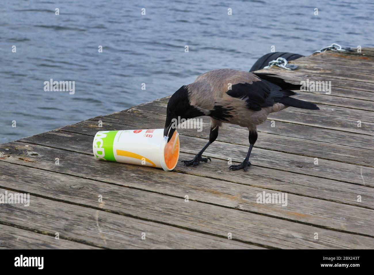 Hooded crow, corvus cornix, is pecking the plastic lid of McDonalds soft drink container and cutting it open to access the yellow soda drink inside. Stock Photo