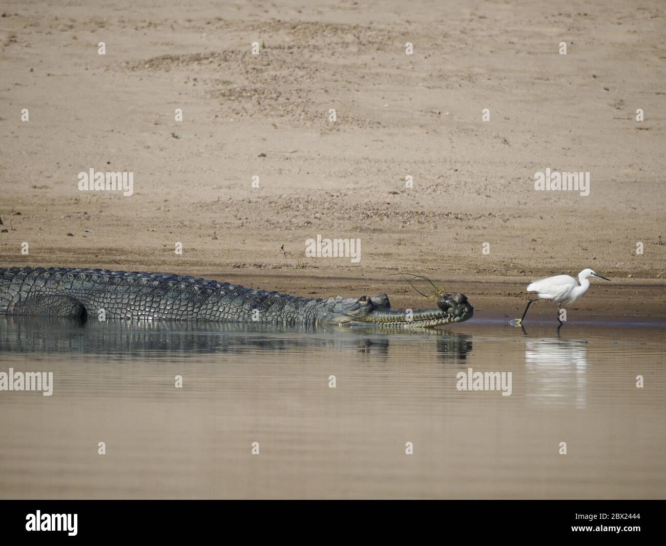 Gharial - with Little EgretGavialis gangeticus Rajasthan, India RE000337 Stock Photo