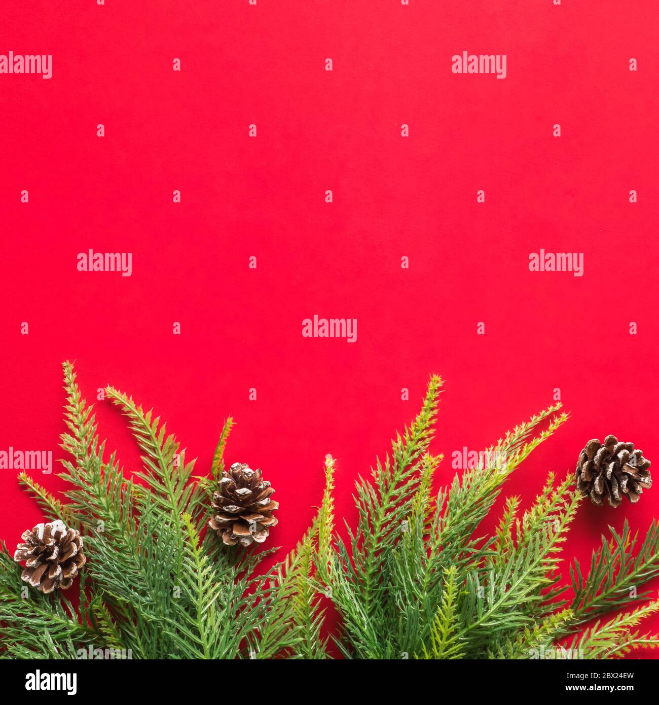 Christmas tree branches on red background. Free space for text Stock ...