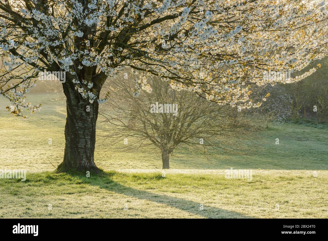 A group of blossoming Wild Cherry trees (Prunus avium) in parkland in Somerset, UK. Stock Photo