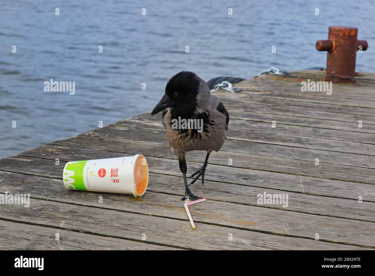 Hooded crow, corvus cornix, re-evaluates McDonalds soft drink container and seems to think that the yellow soda drink is probably not good for crows. Stock Photo