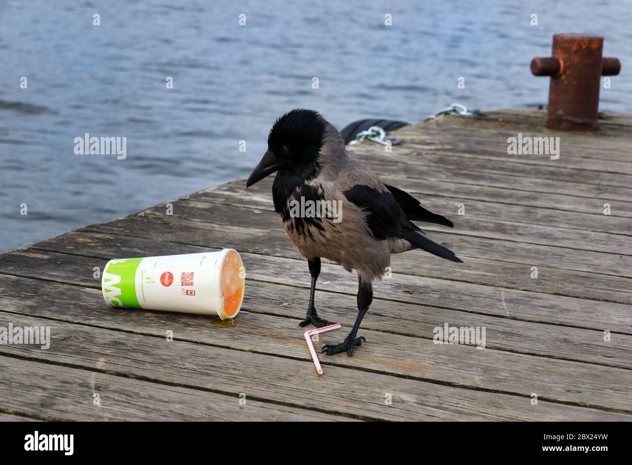 Hooded crow, corvus cornix, re-evaluates McDonalds soft drink container and seems to decide that the yellow soda drink is probably not good for crows. Stock Photo