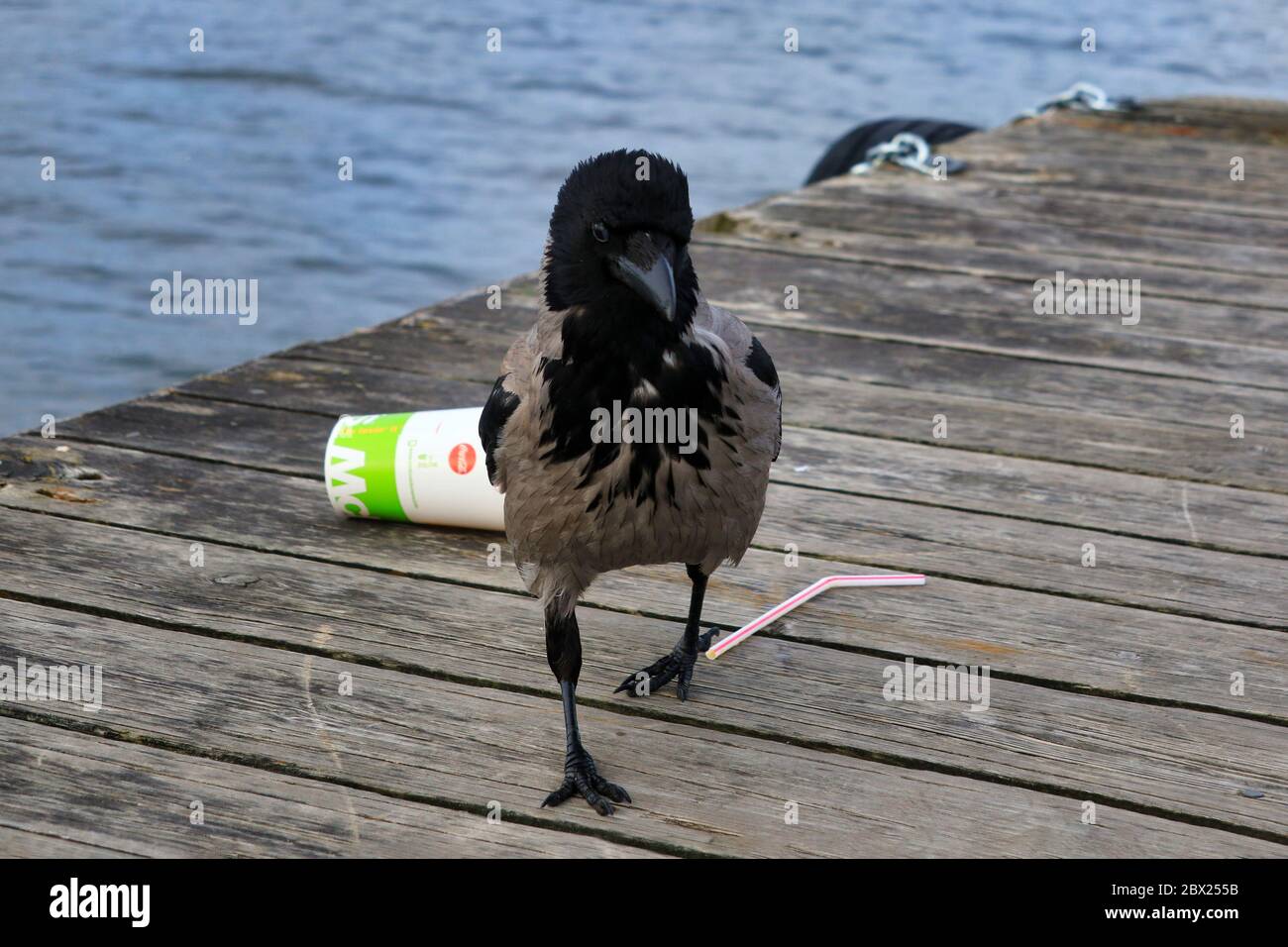 Hooded crow, corvus cornix, decides to leave McDonalds soft drink container behind and opts for food that's healthier for crows. Stock Photo