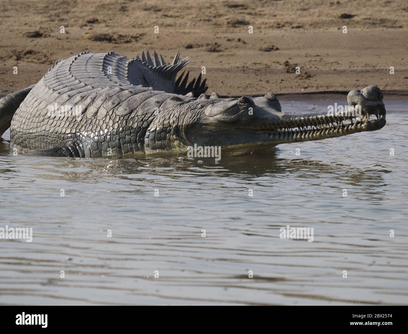 Gharial - on river bankGavialis gangeticus Rajasthan, India RE000381 Stock Photo