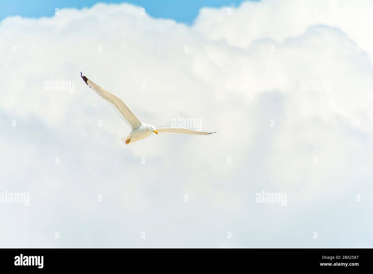 White Seagull flying in the blue sky with clouds Stock Photo - Alamy