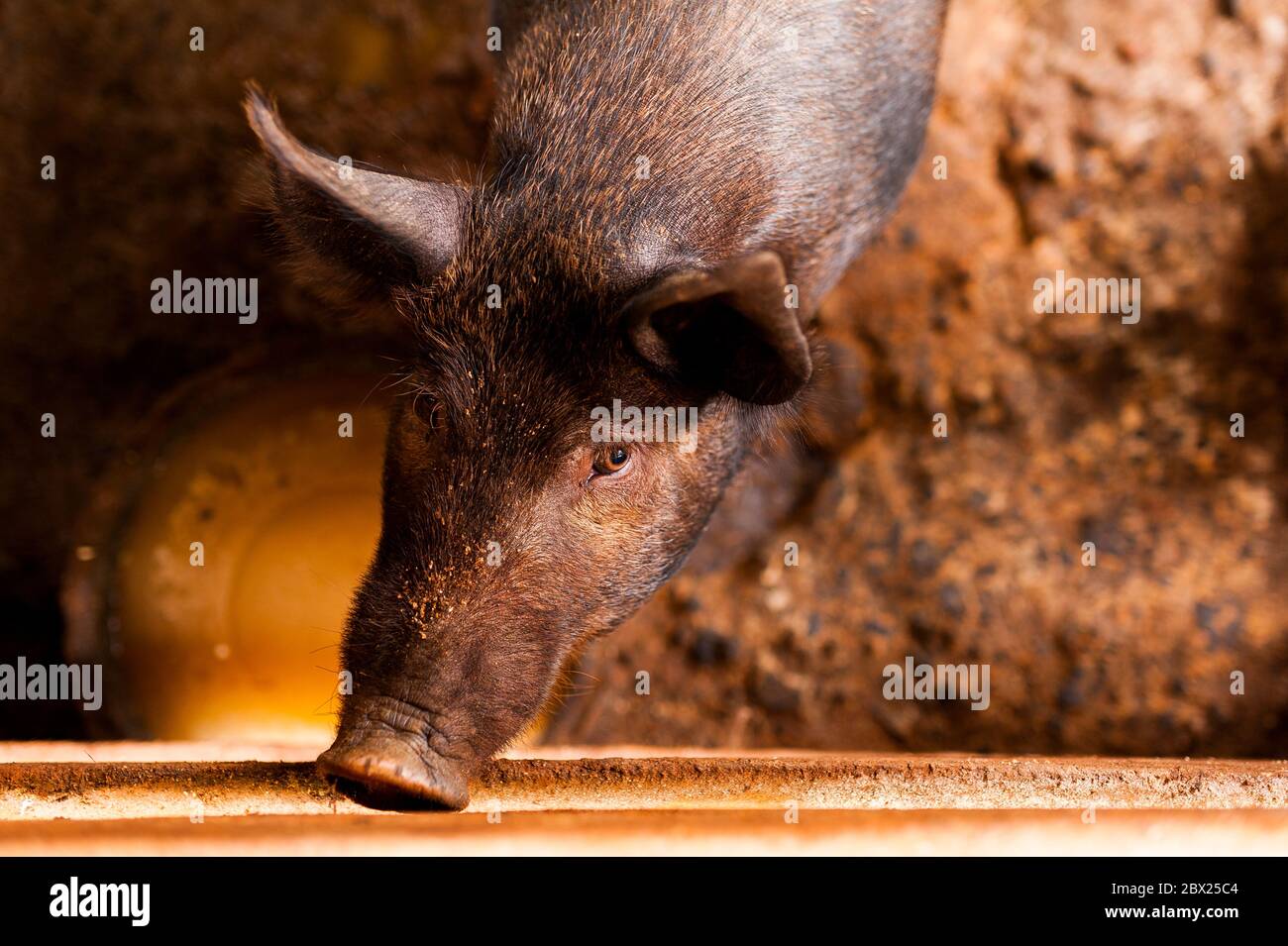 close up of cute black pig in wooden farm with black sad eyes looking in camera Stock Photo