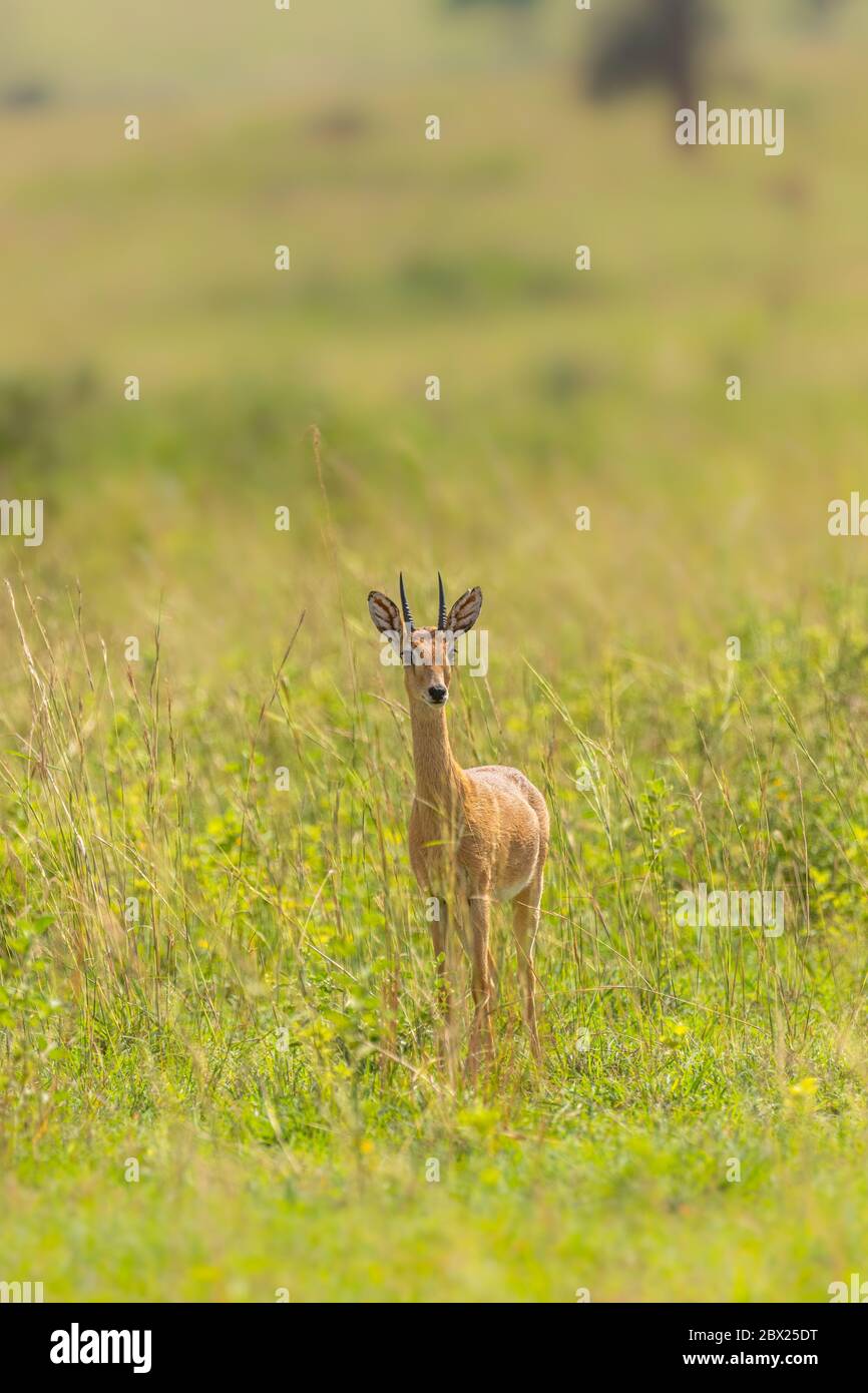 Male Oribi (Ourebia ourebi) in the grasslands of Murchison Falls National Park, Uganda. Stock Photo