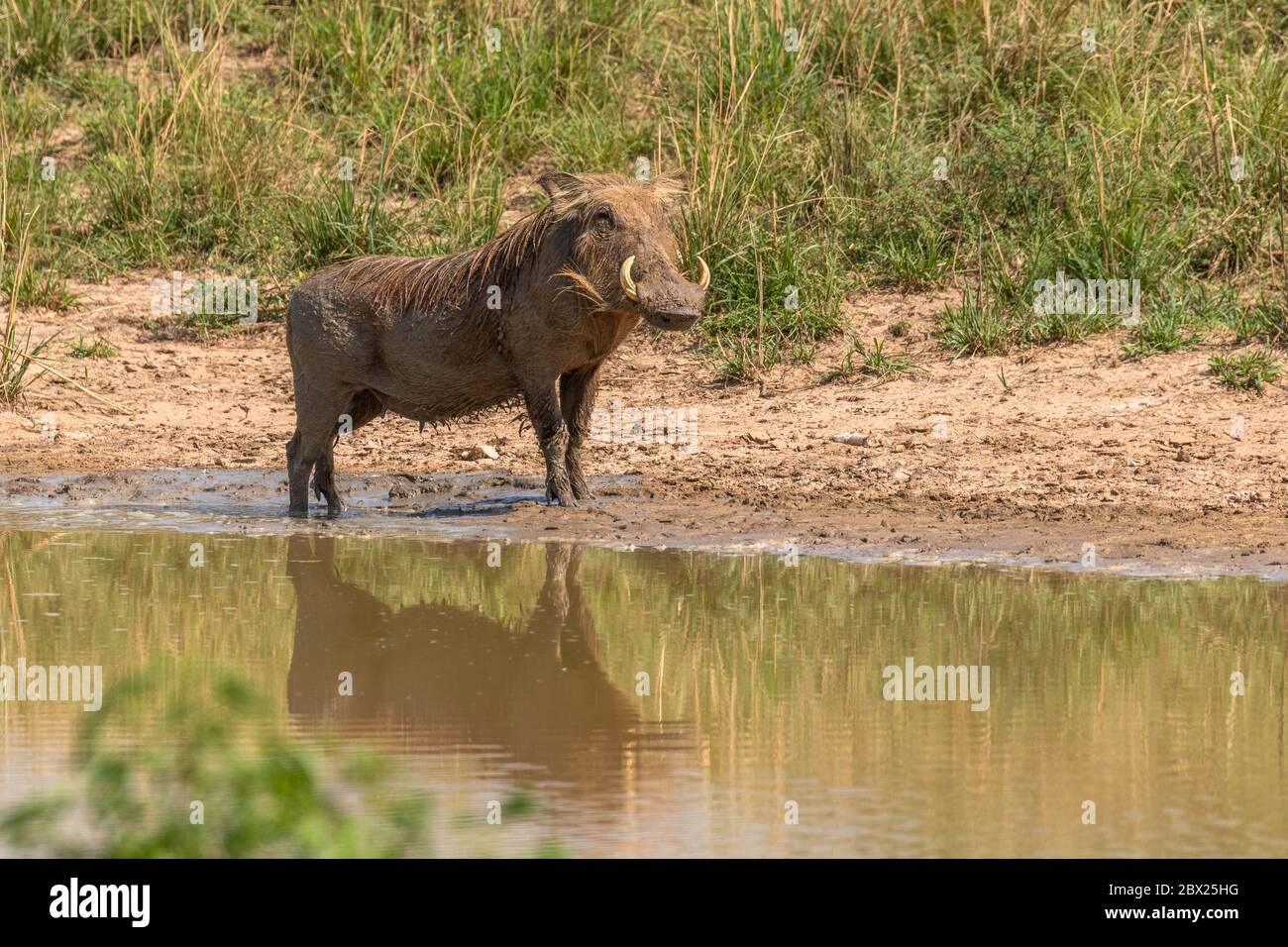 African water hog hi-res stock photography and images - Alamy