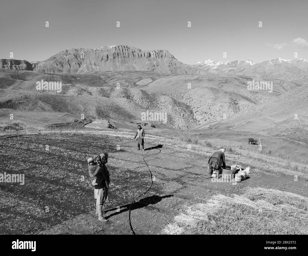 Women prepare a dry field in preparation for a grain crop deep in the Spiti Valley and Himalayas in summer in Komic, Himachal Pradesh, India. Stock Photo