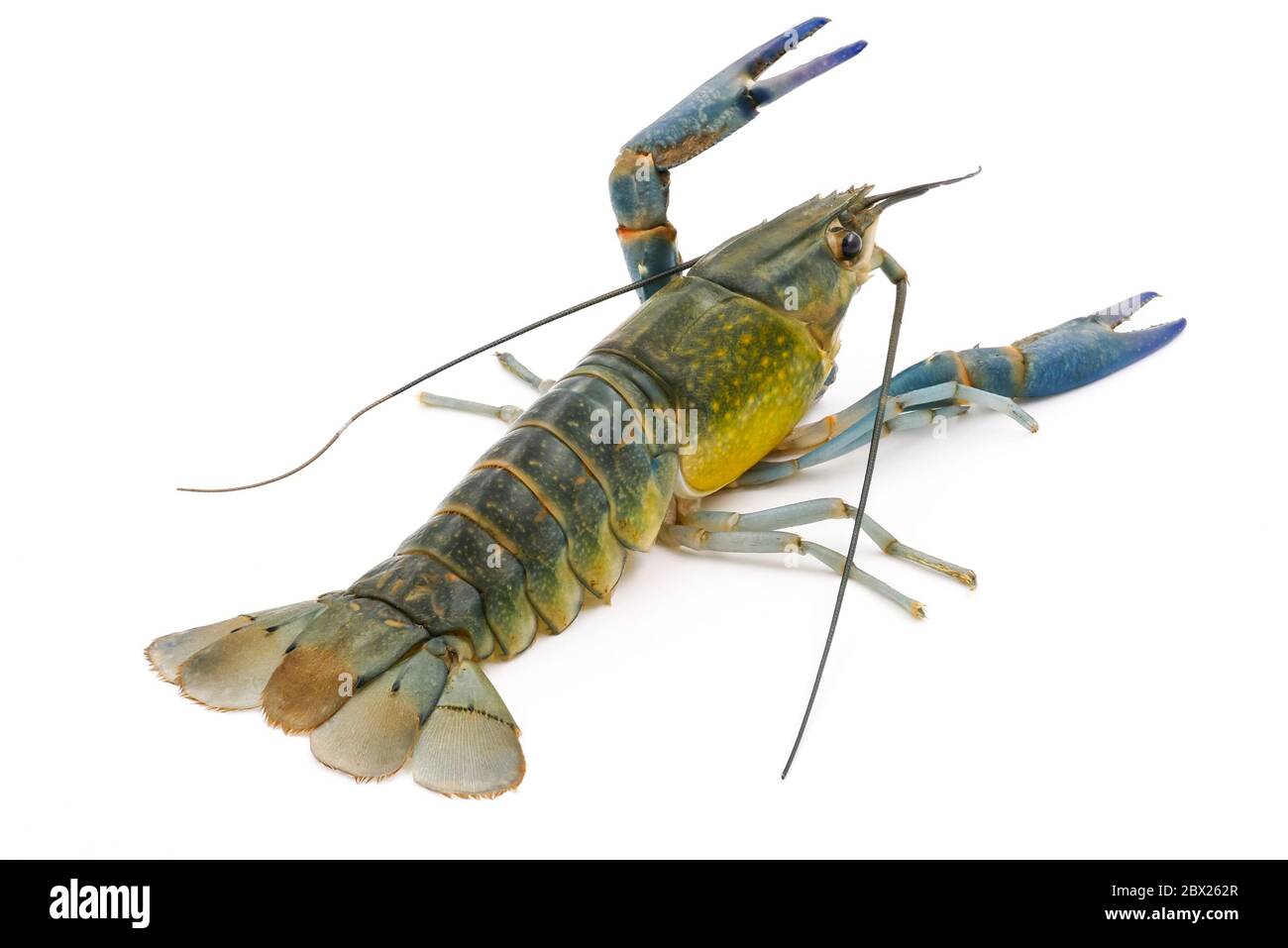 Crayfish or Freshwater lobster on a white background. Stock Photo