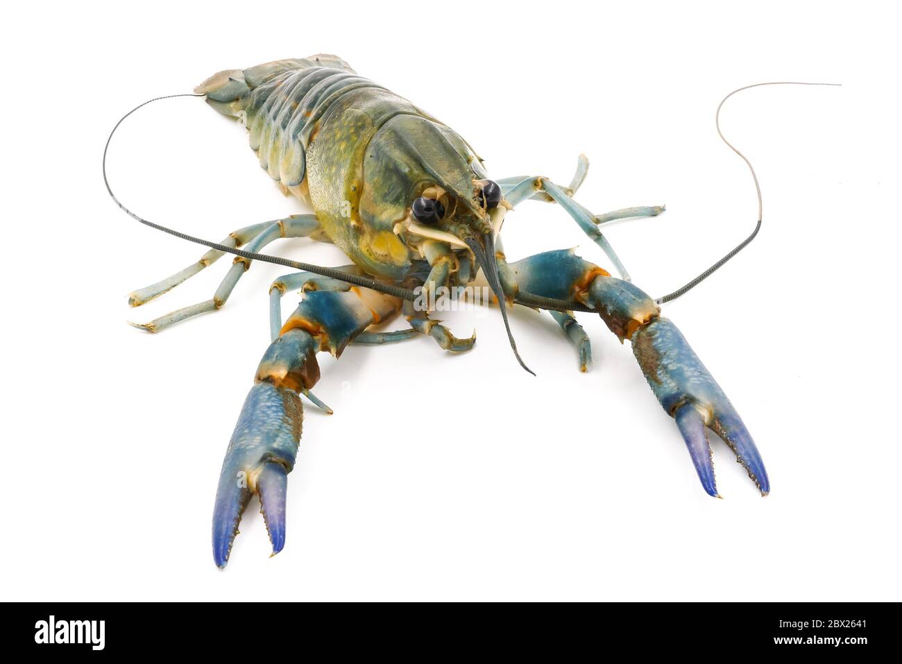 Crayfish or Freshwater lobster on a white background. Stock Photo