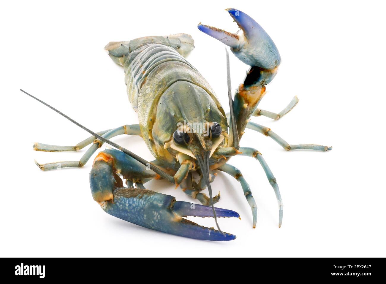 Crayfish or Freshwater lobster on a white background. Stock Photo