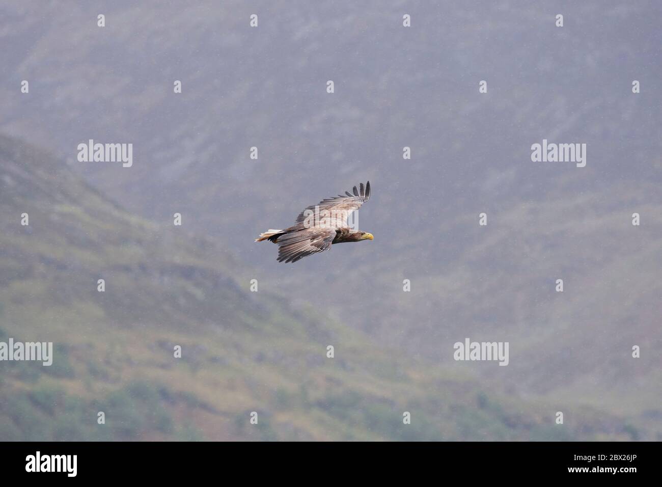 White tailed eagle (Haliaetus albicilla) UK Stock Photo