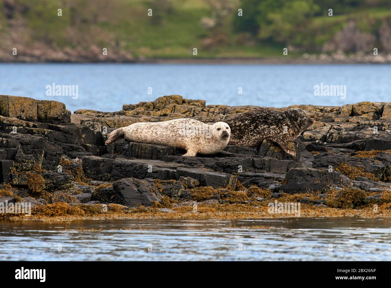 Grey seal (Halichoerus grypus) UK Stock Photo