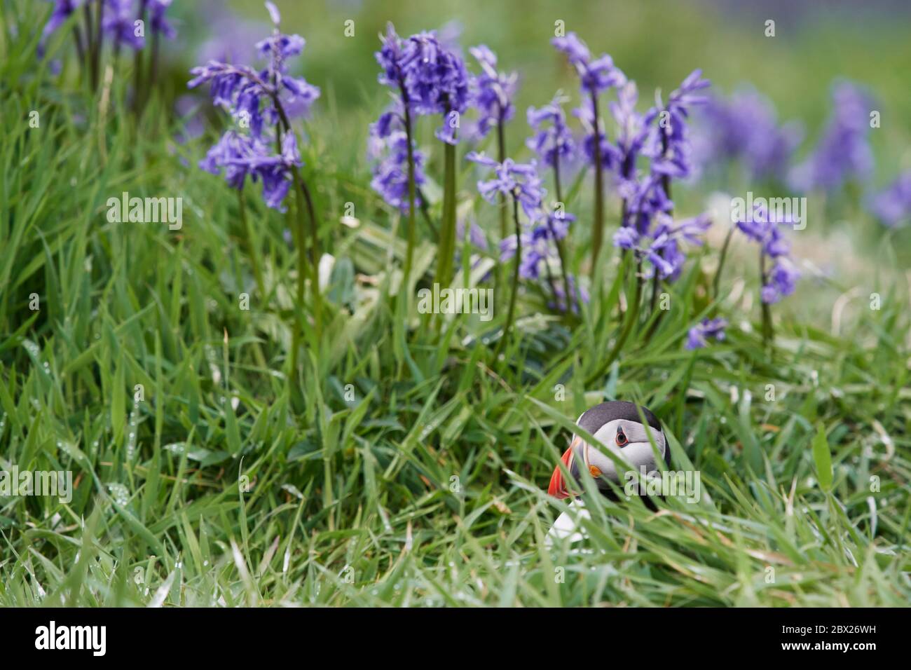 Puffin (Fratercula arctica) UK Stock Photo