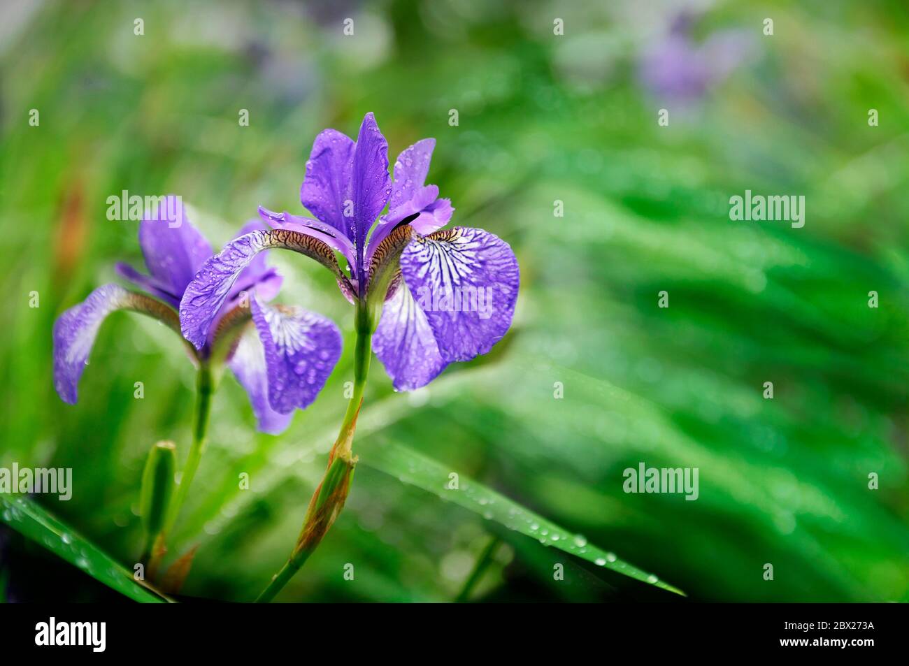 Wet blue Iris Sibirica flowers with drops after rain in the green grass Stock Photo