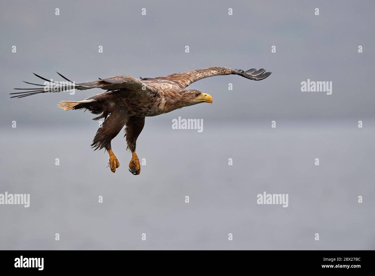 White tailed eagle (Haliaetus albicilla) UK Stock Photo